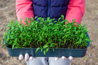 Sebze bahçesinin arka planında biber tohumları olan bir kutu tutan bir kadın. seçici odak