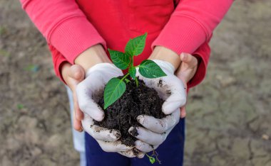 Kadın ve çocuk elleri toprakla birlikte paprika bitkisini tutuyor. Erken bahar ekimi. seçici odak
