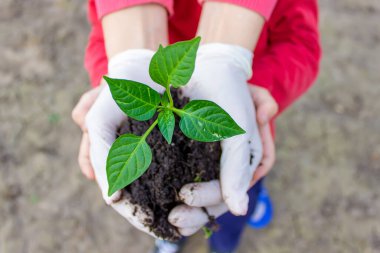 Kadın ve çocuk elleri toprakla birlikte paprika bitkisini tutuyor. Erken bahar ekimi. seçici odak
