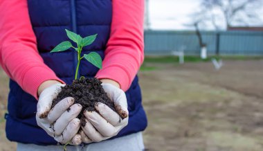 Kadın ve çocuk elleri toprakla birlikte paprika bitkisini tutuyor. Erken bahar ekimi. seçici odak