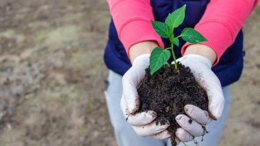 Kadın ve çocuk elleri toprakla birlikte paprika bitkisini tutuyor. Erken bahar ekimi. seçici odak