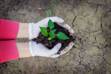 Kadın ve çocuk elleri toprakla birlikte paprika bitkisini tutuyor. Erken bahar ekimi. seçici odak