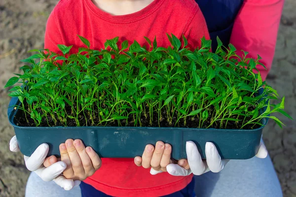 Box Seedlings Pepper Hands Little Boy Pepper Seedlings Selective Focus — Stock Photo, Image