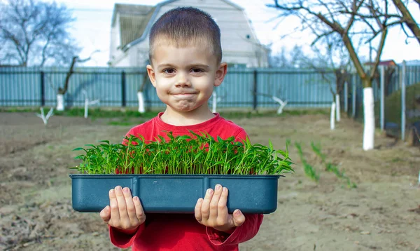 Box Seedlings Pepper Hands Little Boy Pepper Seedlings Selective Focus — Stock Photo, Image