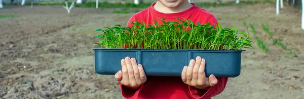 Box Seedlings Pepper Hands Little Boy Pepper Seedlings Selective Focus — стоковое фото