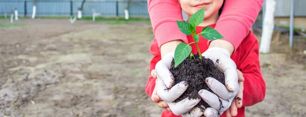 Kadın Çocuk Elleri Toprakla Birlikte Paprika Bitkisini Tutuyor Erken Bahar — Stok fotoğraf