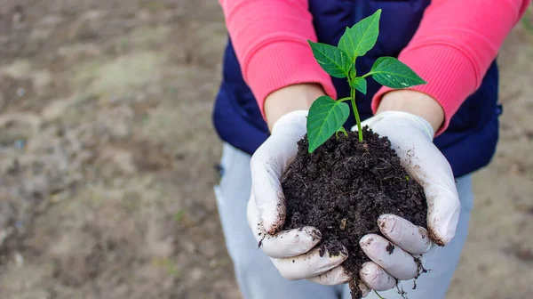 Kadın ve çocuk elleri toprakla birlikte paprika bitkisini tutuyor. Erken bahar ekimi. seçici odak