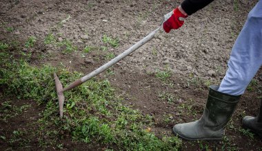 Bir adam bahçede yabani otları temizler. Çiftlikte bahar temizliği. seçici odak