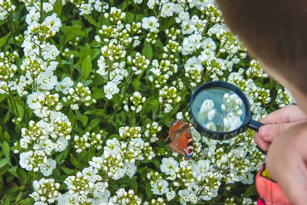 Child Looks Magnifying Glass Butterfly Sits Flowers Selective Focus — Stock Photo, Image