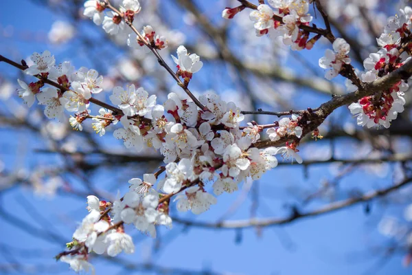 Baharda çiçek açan ağaç. Arılarla döllenme. seçici odak