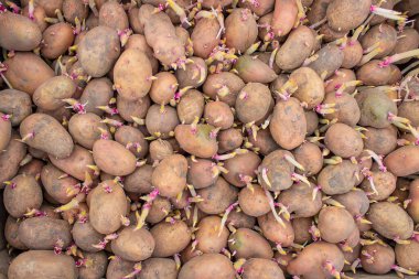 Bir çiftliğe kutu içinde ekmek için patates. seçici odak