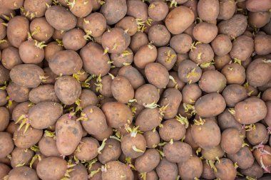 Bir çiftliğe kutu içinde ekmek için patates. seçici odak