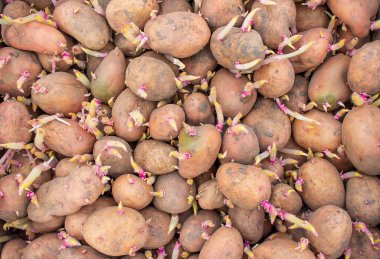 Bir çiftliğe kutu içinde ekmek için patates. seçici odak