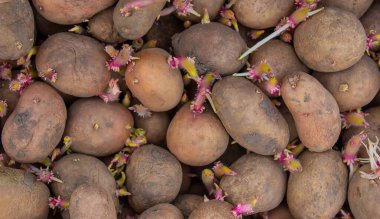 Bir çiftliğe kutu içinde ekmek için patates. seçici odak