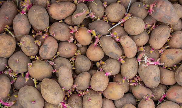 Bir çiftliğe kutu içinde ekmek için patates. seçici odak