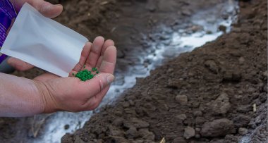 Genç köylü kadın sıcak kara toprağa havuç, turp ve pancar tohumları ekiyor. Ilık bahar güneşli bir gün ekim için iyi bir zamandır. Çiftçilere sosyal yardım. Yakından bakan eller