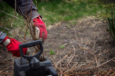 Bir adam bir ağacın kuru dallarını bir Tyrsa 'ya çevirir. seçici odak