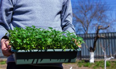 Bir adamın ellerinde biber tohumları olan bir kutu. Biber tohumları. seçici odak