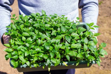 Bir adamın ellerinde biber tohumları olan bir kutu. Biber tohumları. seçici odak