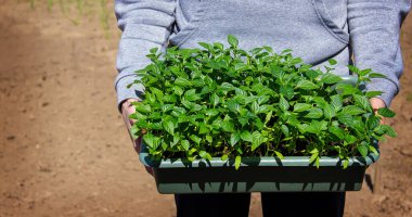 Bir adamın ellerinde biber tohumları olan bir kutu. Biber tohumları. seçici odak