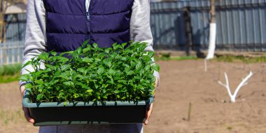 Bir kadın biber tohumlarının elinde biber tohumları olan bir kutu. seçici odak