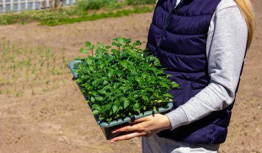 Bir kadın biber tohumlarının elinde biber tohumları olan bir kutu. seçici odak
