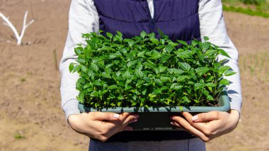 Bir kadın biber tohumlarının elinde biber tohumları olan bir kutu. seçici odak