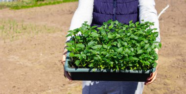 Bir kadın biber tohumlarının elinde biber tohumları olan bir kutu. seçici odak