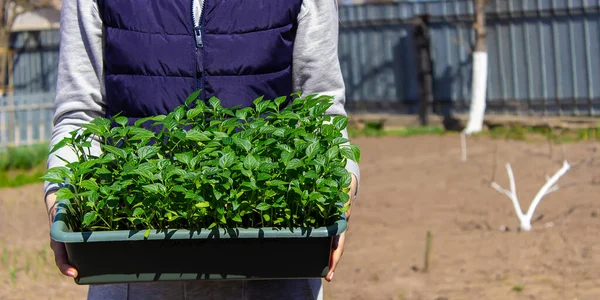 Bir kadın biber tohumlarının elinde biber tohumları olan bir kutu. seçici odak