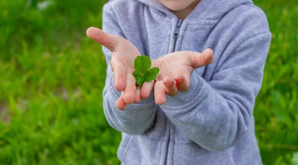Hand Holds Shamrock Clover Nature Selective Focus — Stock Photo, Image