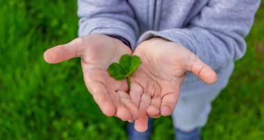 The hand holds a shamrock clover. Nature. selective focus