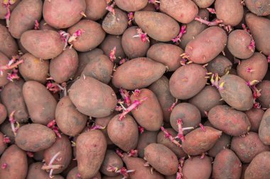 Bir çiftliğe kutu içinde ekmek için patates. seçici odak