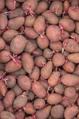 Bir çiftliğe kutu içinde ekmek için patates. seçici odak