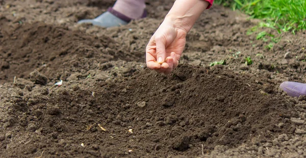 Young Adult Woman Hand Planting Pumpkin Seeds Fresh Dark Soil — Stockfoto