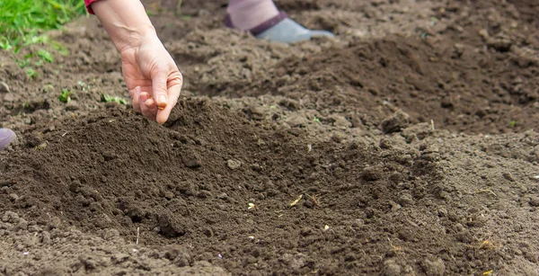 Young Adult Woman Hand Planting Pumpkin Seeds Fresh Dark Soil — Stockfoto