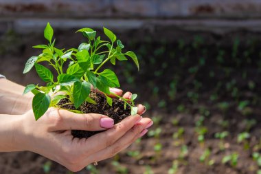 Bir kız elinde biber tohumları tutuyor, bir bahçenin, çiftliğin, seranın zeminine karşı. seçici odak