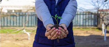 Bir kız elinde biber tohumları tutuyor, bir bahçenin, çiftliğin, seranın zeminine karşı. seçici odak