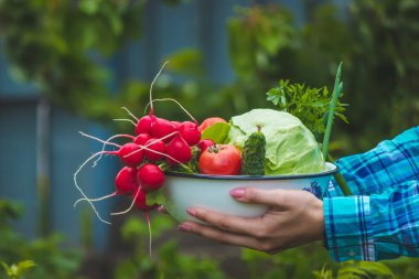 Yeni toplanmış sebzeler. Çiftçi bir kase taze sebze tutuyor. seçici odak