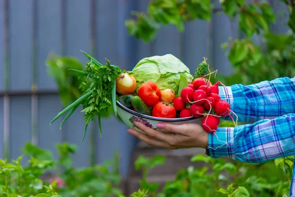 Freshly Picked Vegetables Farmer Holding Bowl Fresh Vegetables Selective Focus — Stok fotoğraf