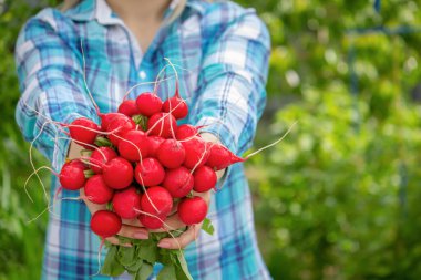 Çiftçinin elleri taze bir turpu tutuyor, yakın plan. Organik taze biçilmiş sebzeler. seçici odak