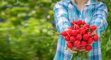 Çiftçilerin elleri taze turpu yakın çekimde tutuyor. Organik taze sebzeler..