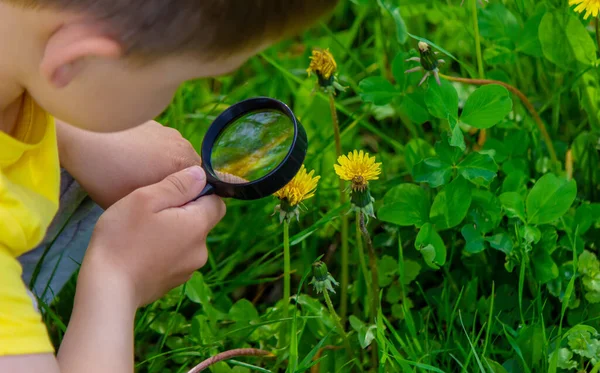 Barnet Tittar Genom Ett Förstoringsglas Blommorna Zooma Selektivt Fokus — Stockfoto
