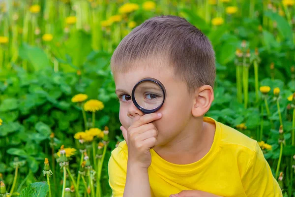 Barnet Tittar Genom Ett Förstoringsglas Blommorna Zooma Selektivt Fokus — Stockfoto