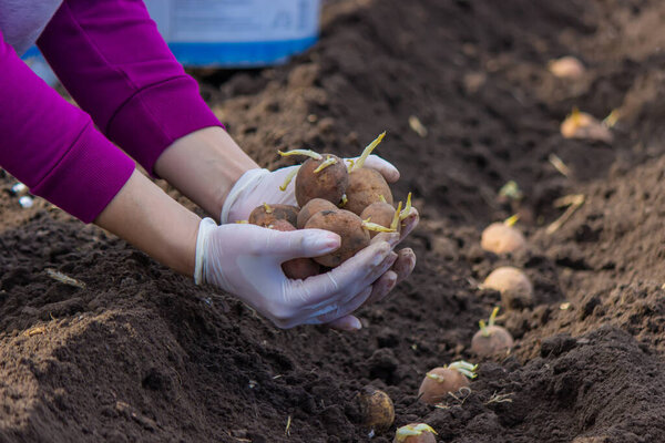 Manual planting of potato tubers in the ground. Early spring preparation for the garden season. selective focus