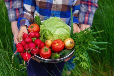 Çiftçi elinde sebze mahsulü tutuyor. Seçici odaklanma. Doğa.