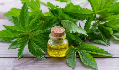 Kenevir yağı. Taze kenevir yaprakları. Kavanozlar dolusu kenevir yağı. seçici odak