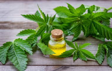 Kenevir yağı. Taze kenevir yaprakları. Kavanozlar dolusu kenevir yağı. seçici odak