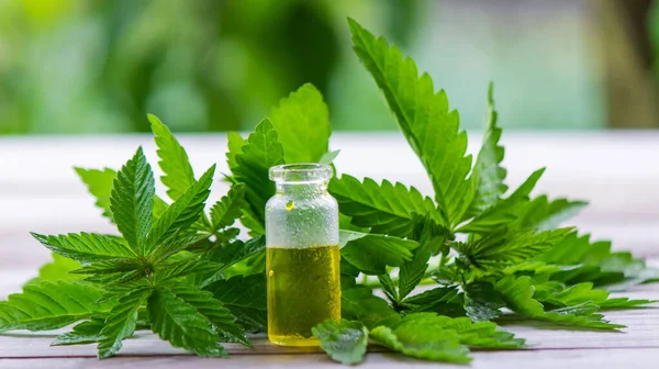 Hennepolie Verse Cannabisbladeren Potten Met Cannabisolie Selectieve Focus — Stockfoto