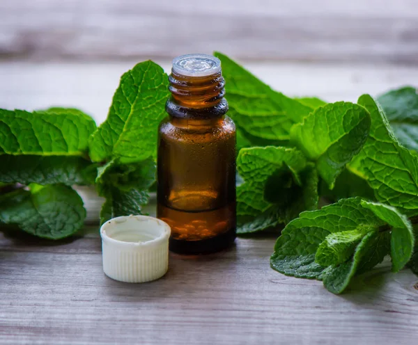 Essential oil essential and chocolate with mint leaves isolated Stock Photo  by ©tananddda 24045539