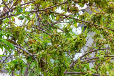 Ağaç yaprağı hastalığı, bükülmüş şeftali ağacı yaprakları. seçici odak
